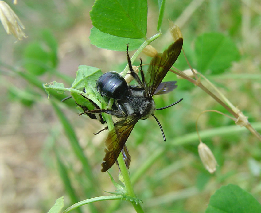 Acrobatico accoppiamento di Andrena pilipes